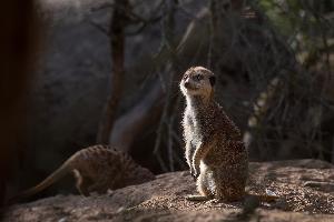 Basel: Zwei Zoo-Nächte im Jubiläumsjahr